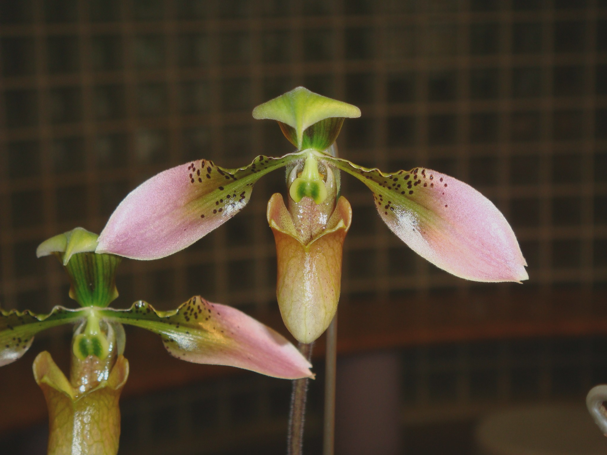 Paphiopedilum bullenianum (Reichenbach f.) Pfitzer